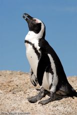 Brillenpinguin (88 von 148).jpg